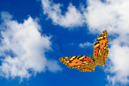 Close-up image of a butterfly against a sky with clouds with copy spaceの写真素材