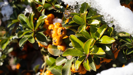 Bright orange berries stand out against a backdrop of lush green foliage, dusted with frost,...
