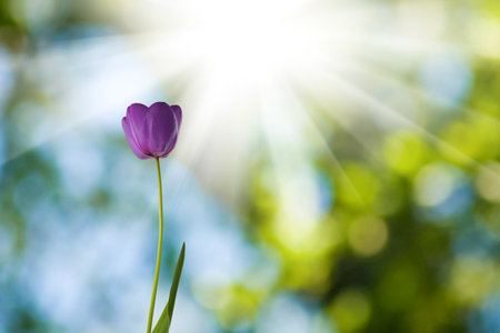 A singular purple tulip stands elegantly against a soft, blurred green backdrop, as sunlight streams through, illuminating its delicate petals and showcasing the beauty of nature.の写真素材