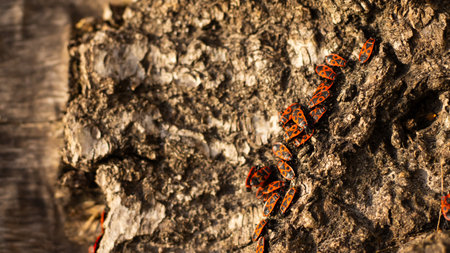 A vibrant assembly of orange and black insects is perched on rugged bark, soaking up the warm...
