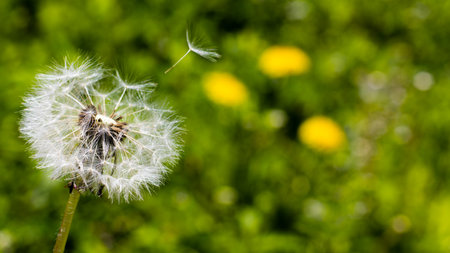 Gentle dandelion fluff drifts gracefully in the breeze, surrounded by vibrant greens and cheerful yellows of blooming flowers. A tranquil moment celebrates nature's beauty and fragility.の写真素材