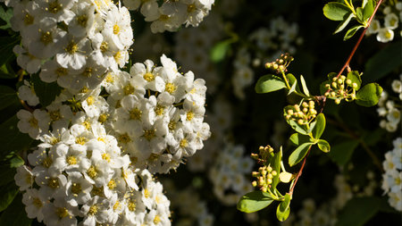 White flowers with golden centers bloom vibrantly against a backdrop of lush greenery. This serene garden captures the essence of spring, inviting moments of reflection and appreciation.の写真素材