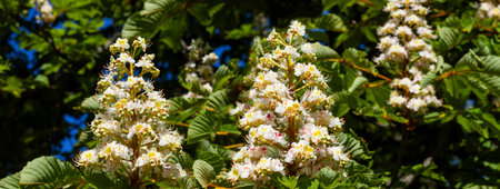 Clusters of delicate white flowers unfold beautifully against a backdrop of vibrant green leaves. The bright sunlight enhances the charm, inviting admiration of nature's artistry in full bloom.の写真素材