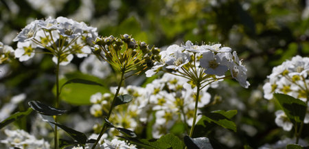 Delicate clusters of white flowers flourish amidst lush greenery, soaking up the warm sunlight. This...