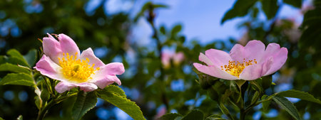 Vibrant wild roses showcase delicate pink petals and bright yellow centers, flourishing in a peaceful garden, under a clear blue sky that enhances their natural beauty.の写真素材