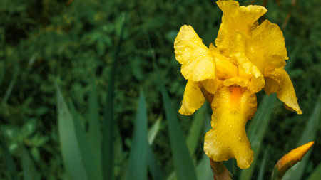 Golden iris flowers stand out against a backdrop of rich green foliage, their petals glistening with morning dew. This captivating sight embodies the beauty of nature during springtime, inviting joy.の写真素材