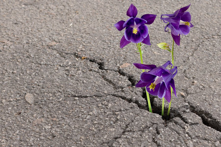 Amidst the harshness of cracked asphalt, three radiant purple flowers emerge, showing nature's tenacity and beauty in an unexpected urban setting.の写真素材
