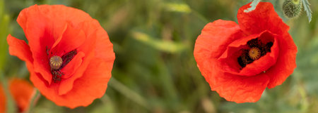 Two radiant poppy flowers flourish side by side, their bright red petals contrasting with the lush green meadow. Nature bursts alive, captivating with vivid hues and delicate details.の写真素材