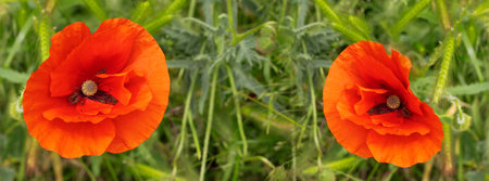 A pair of stunning orange poppies stand out against a background of lush greenery.の写真素材
