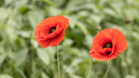 Fields are alive with the beauty of bright red poppies swaying gently in the breeze. Their delicate petals contrast effortlessly against lush green foliage, creating a tranquil spring atmosphere.の写真素材