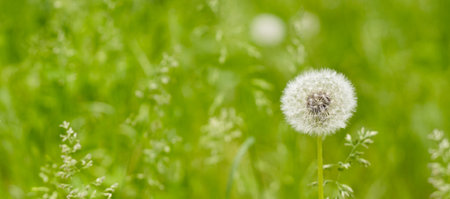 A fluffy dandelion puff stands tall among the lush green blades of grass, softly illuminated by sunlight, inviting playful whispers from the breeze. Nature's beauty shines through this fragile moment.の写真素材