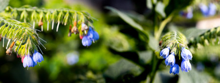 Gentle blossoms in shades of blue and pink hang gracefully from sturdy green stems, surrounded by...