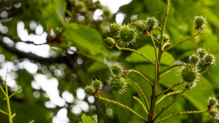 Clusters of spiky green seed pods are prominently displayed on a branch, surrounded by rich green leaves filtering sunlight. This lively atmosphere suggests a thriving ecosystem teeming with life.の写真素材