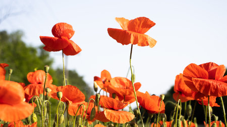 In a lush meadow, poppy flowers stand tall, their vivid red petals dancing in the gentle breeze. The...