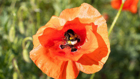 A bee flits around the center of a bright orange poppy flower, collecting pollen under the warm sun. The lush green background enhances the vibrant colors, creating a lively atmosphere.の写真素材