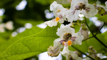 Elegantly cascading white flowers with intricate markings bloom amidst lush green leaves, symbolizing the renewal of life in a vibrant spring garden, radiating serenity and freshness.の写真素材