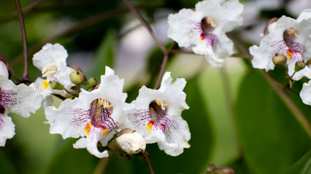 Bright white blossoms burst forth with intricate patterns, creating a stunning contrast against...