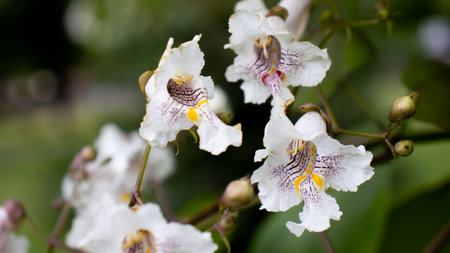 Clusters of elegant white flowers with intricate markings bloom among rich green foliage on a sunny day, showing the splendor of nature's artistry in a peaceful garden setting.の写真素材