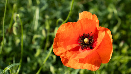 A stunning orange poppy blooms gracefully against a backdrop of thick green foliage. Sunlight baths...