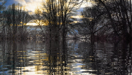 Tall trees surround a calm lake, their silhouettes mirrored in the water as the sun sets on the horizon. The clouds add a soft glow to the evening scene.の写真素材