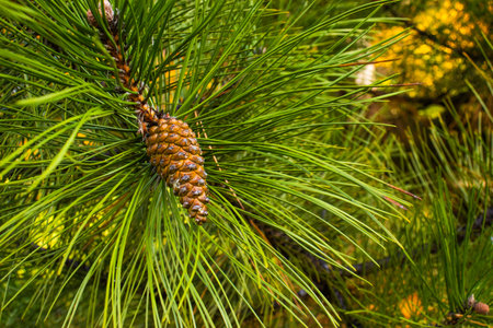 A pine cone rests on a branch surrounded by green pine needles. The setting is a forest in autumn...