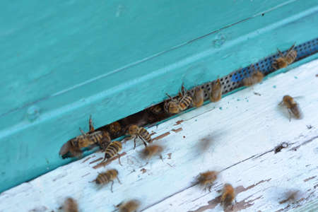 Close up view of the working bees