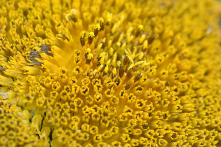 Sunflower macro shotの写真素材