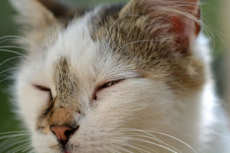 cat head close upの写真素材
