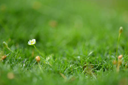 camomiles in green grass close up with water drops