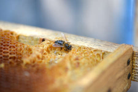 bees work on honeycomb