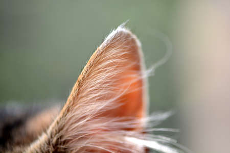 macro cat ears