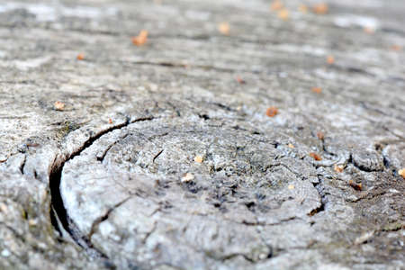 bark of tree textureの写真素材