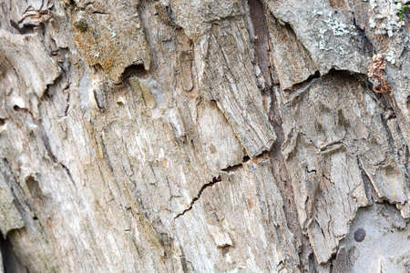 Old wood texture