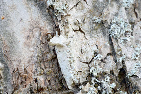 Texture of bark  in the natural parkの写真素材