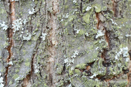 Texture of bark  in the natural park