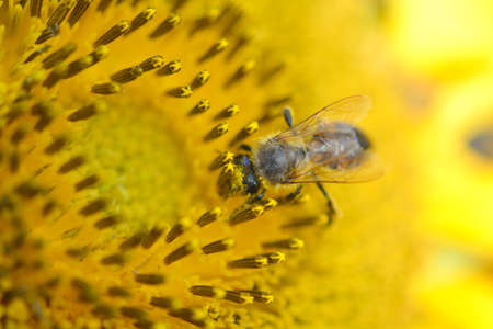 close up of bee on sunflower