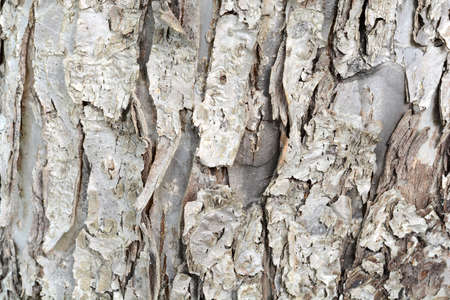 Old Wood Tree Texture Background Pattern