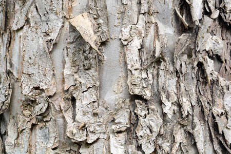 Old Wood Tree Texture Background Patternの写真素材