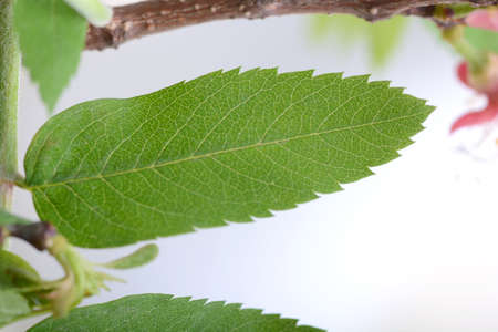 close up of green leave