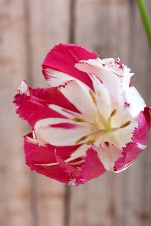 red tulips. spring flower