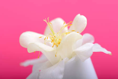 white lilac flowers closeup on red backgroundの写真素材