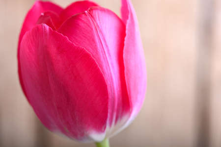 red tulips. spring flower