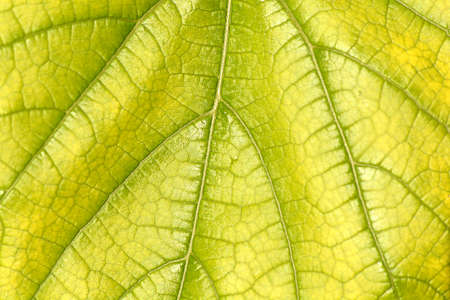 green leaf close up nature background