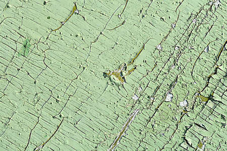 old oak tree bark textureの写真素材