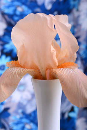 Beautiful petals of an orange flower on blue backgroundの写真素材