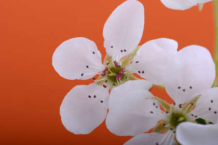 Spring Cherry blossoms, white flowers on orange background.の写真素材