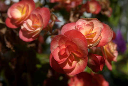 red rosesの写真素材