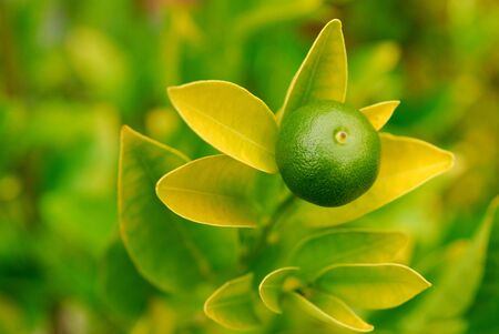 green orangeの写真素材