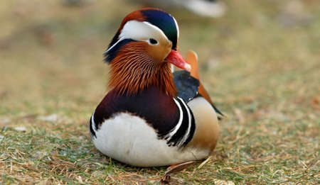 Mandarin duck sitting on the ground. Winter time.の写真素材