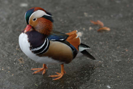 Mandarin duck standing on iceの写真素材